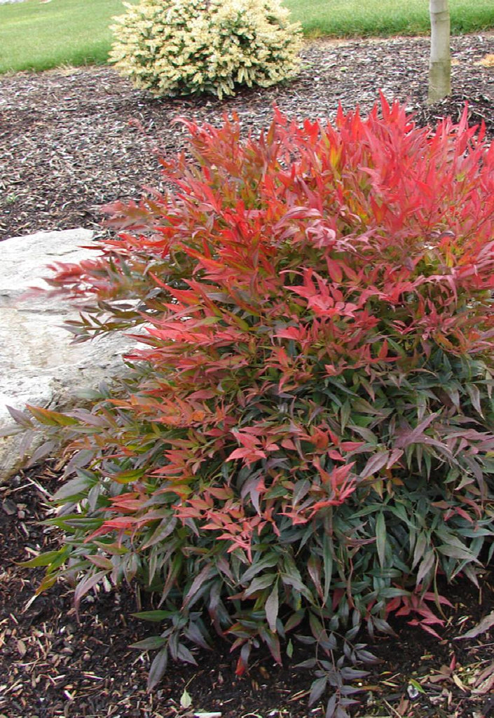 Tuscan Flame Heavenly Bamboo | Little Red Nursery, LLC