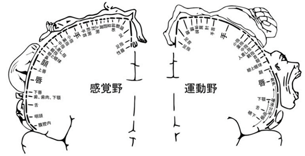 てんかん｜対象疾患｜医療関係者へ｜近畿大学医学部 脳神経外科