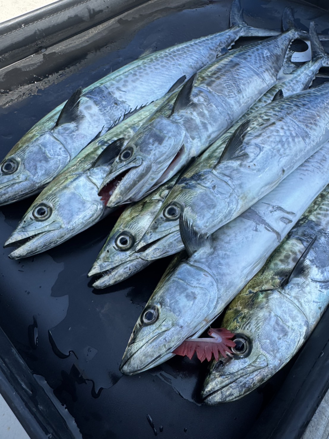 インショアゲーム兵庫県西宮 遠征！」 | Megabass-メガバス