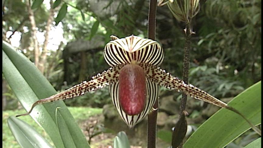 野生ランの世界 - MAXAM