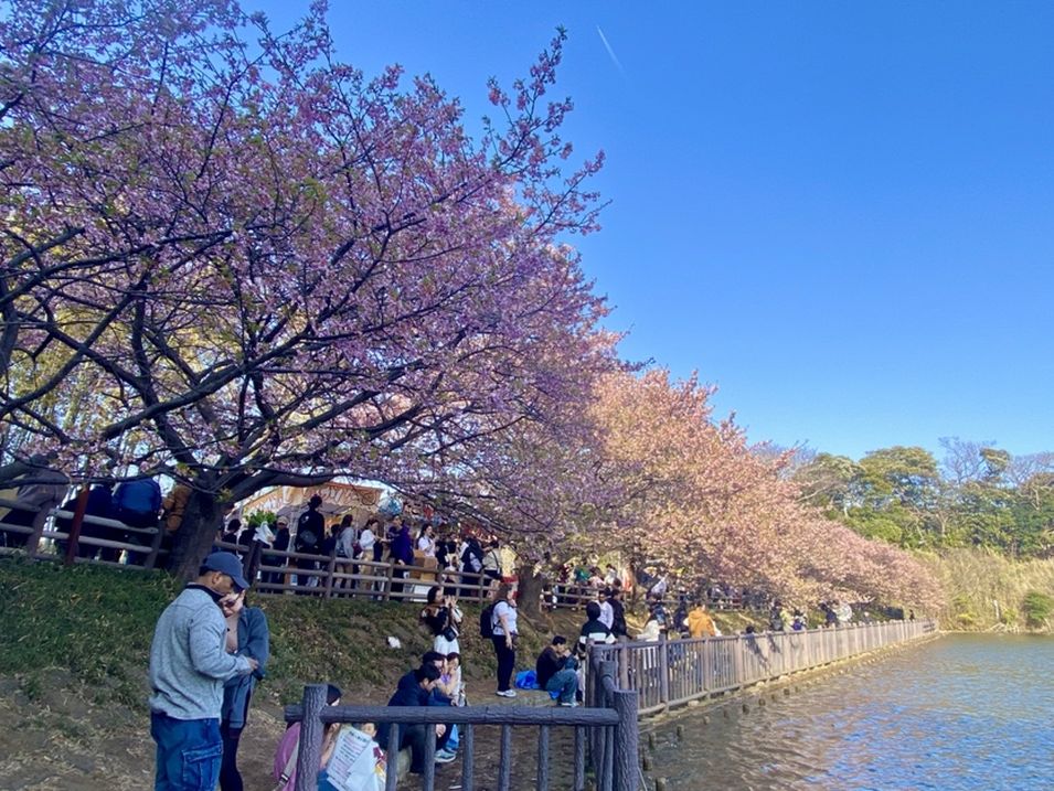 三浦海岸 河津桜開花情報 早咲きの河津桜を見に行こう｜公式HPからのご