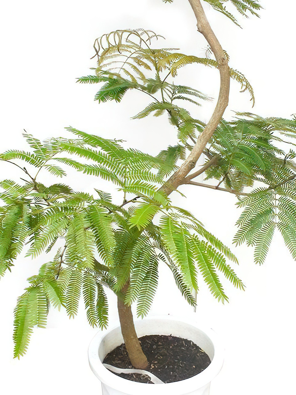 エバーフレッシュ 曲がり 10号サイズ | HITOTOKI by MAKIMO PLANT