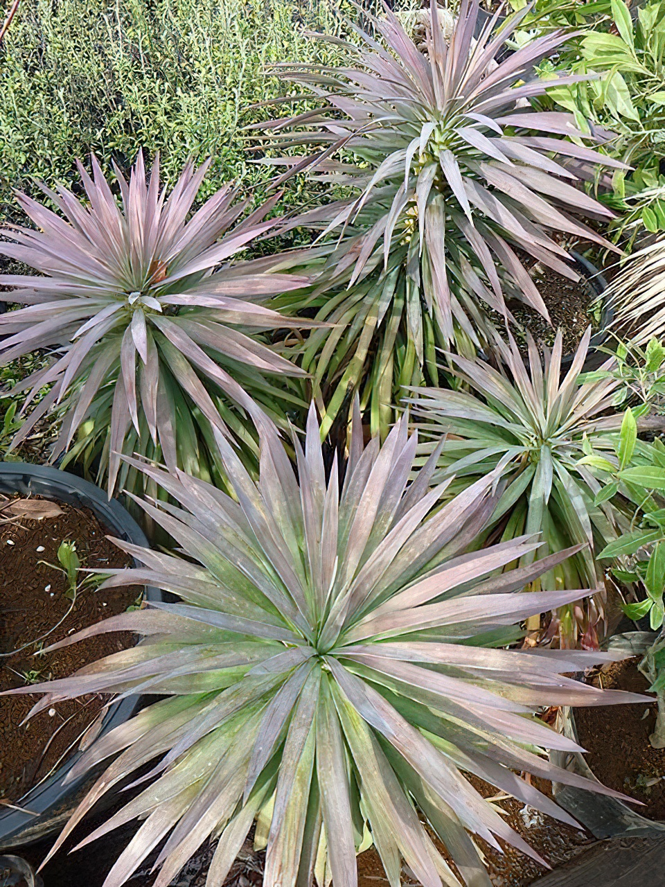 ユッカ・デスメティアーナ | HITOTOKI by MAKIMO PLANT