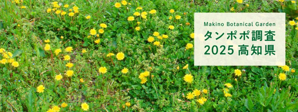 タンポポ調査・2025 高知県」の本調査 実施中｜ 高知県立牧野植物園