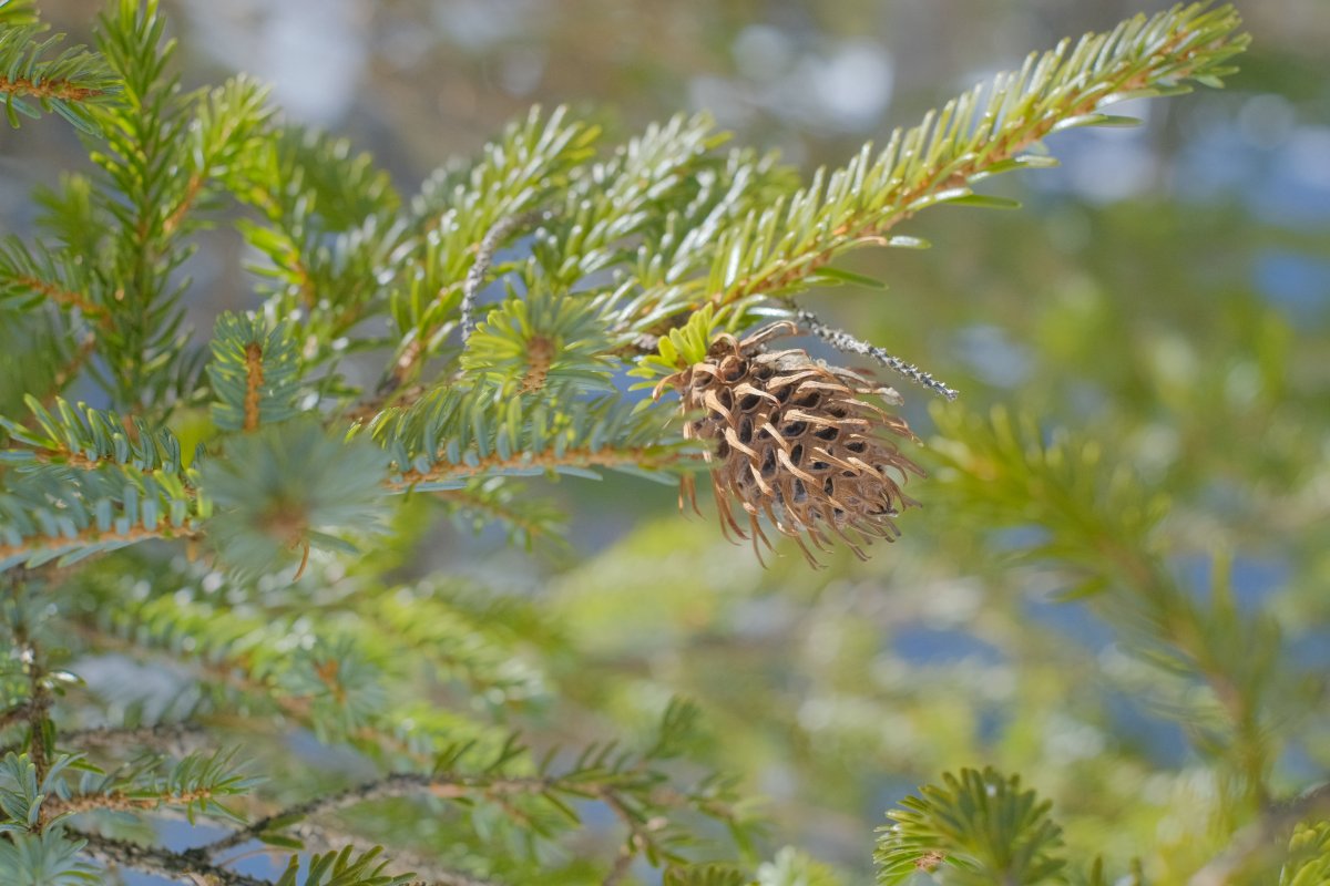 牛池「攻撃的な松ぼっくり？」🌲 - 万座しぜん情報館