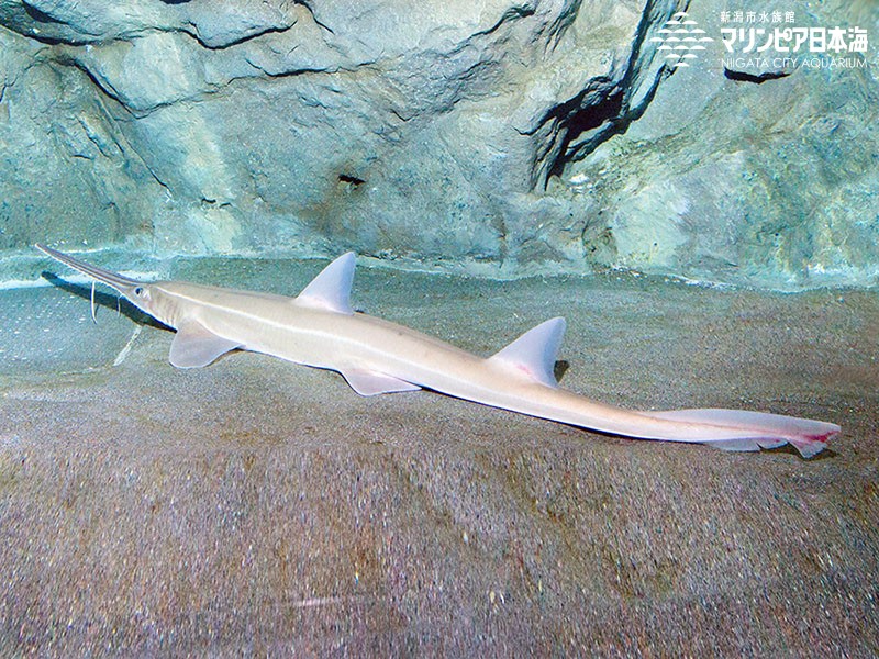 ノコギリザメ | 魚類 | 生物図鑑 | 新潟市水族館 マリンピア日本海