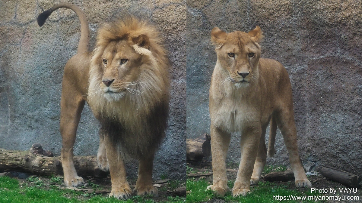 旭山動物園のライオン「オリトとイオ」 今春から同居生活スタート | 北