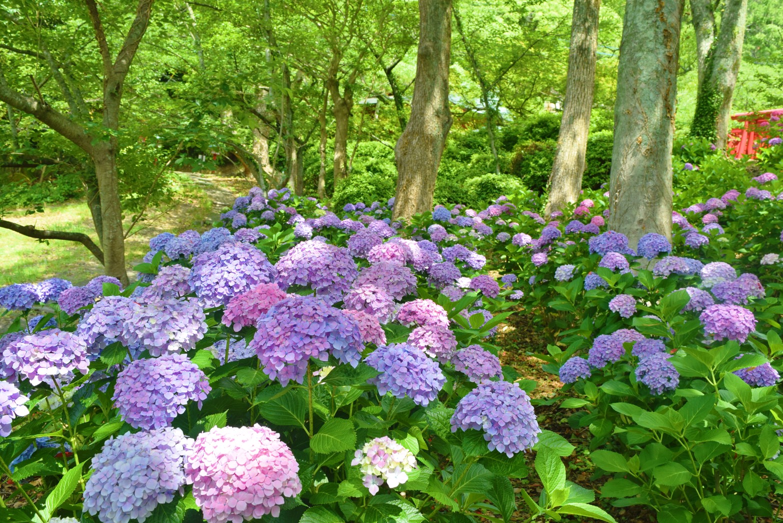 紫陽花 | 宮地嶽神社