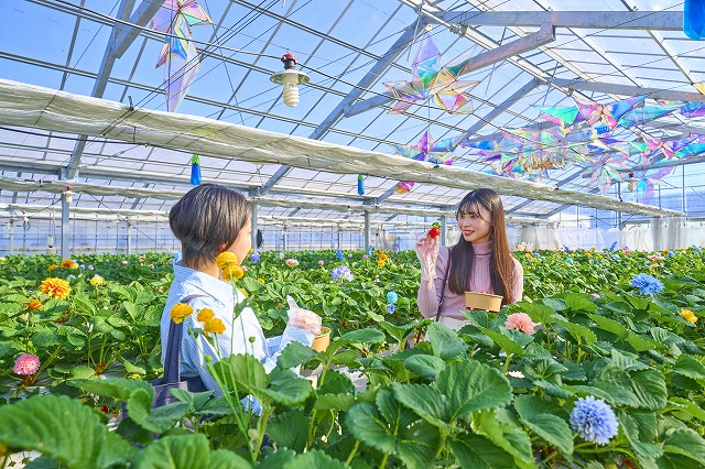 オズの国のストロベリーハント2023 - 京成バラ園 - Keisei Rose Garden