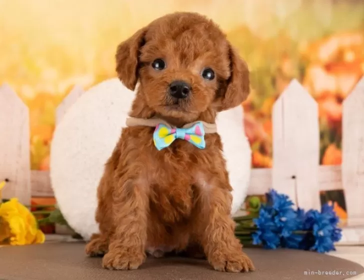 トイプードル【愛知県・男の子・2026年1月13日・レッド】3/7㈯・21