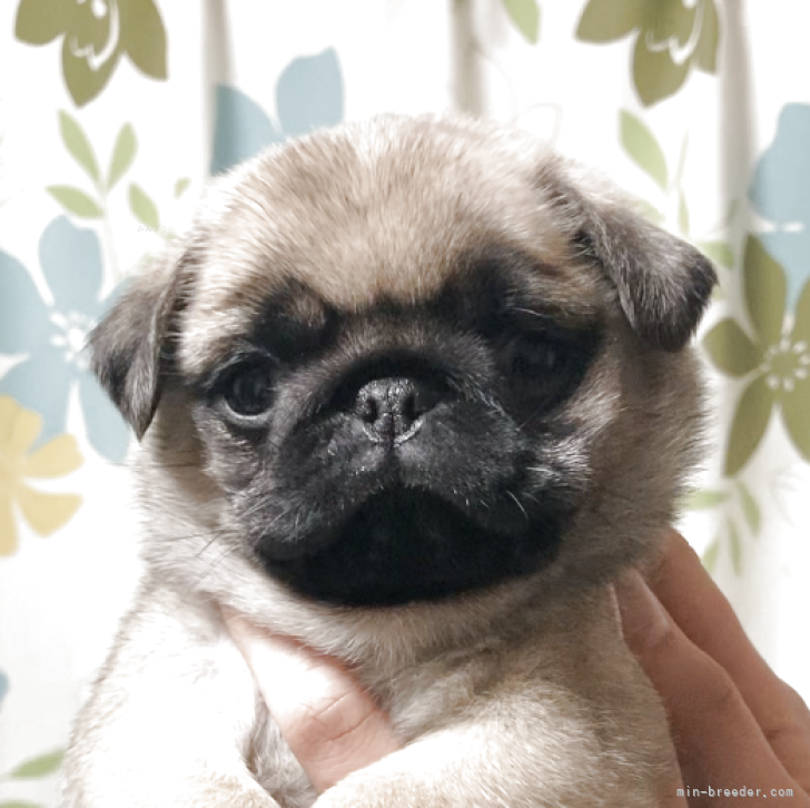 パグ【神奈川県・女の子・2025年12月18日・フォーン】ワンランク上の