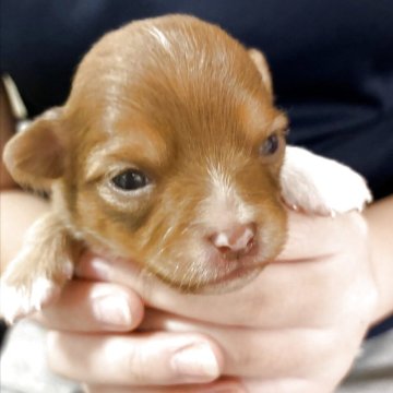 フォーン系のチワワの子犬を探す｜ブリーダー直販の子犬販売【みんなの