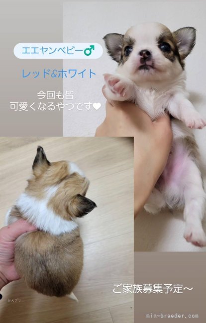 滋賀】河本 美帆(かわもと みほ)ブリーダー｜みんなのブリーダー