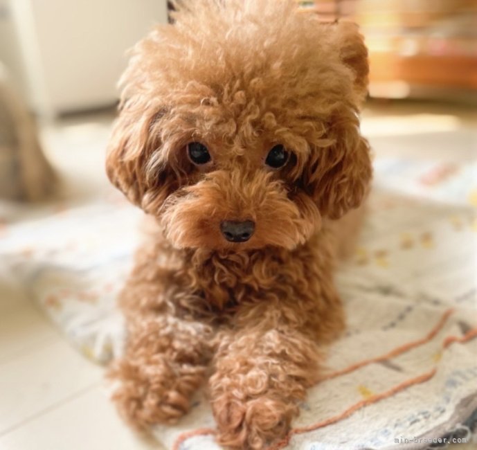 滋賀】竹内 華代(たけうち かよ)ブリーダー｜みんなのブリーダー