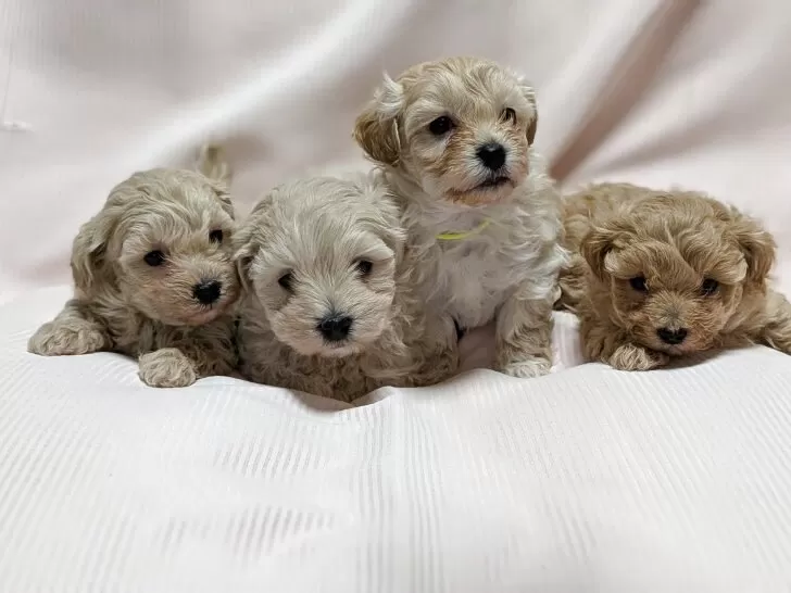 マルプー(マルチーズ×トイプードル)【北海道・男の子・2025年11月10日