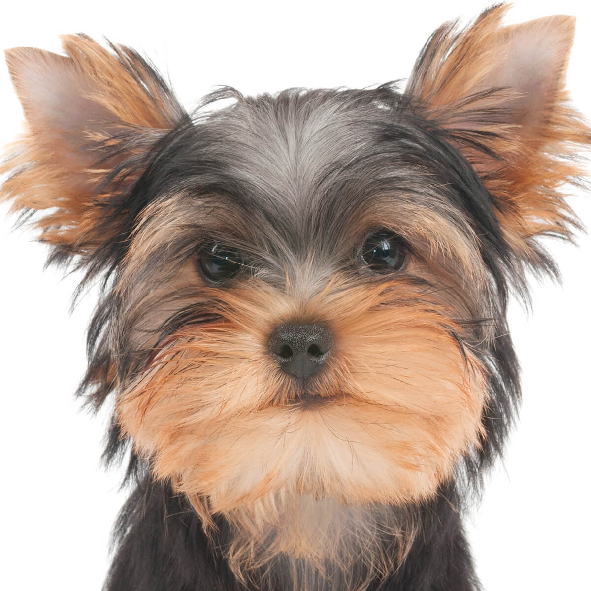 山形県のヨークシャーテリアの子犬を探す｜ブリーダー直販の子犬販売