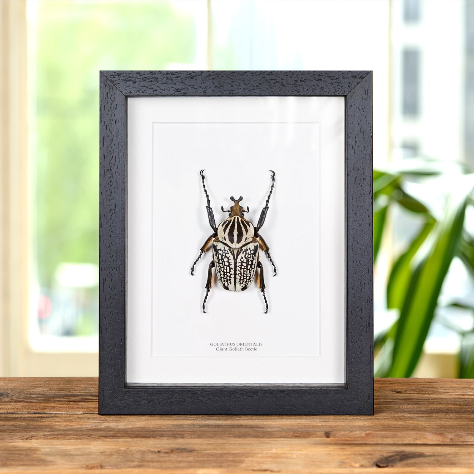 Giant Goliath Beetle In Box Frame (Goliathus orientalis)