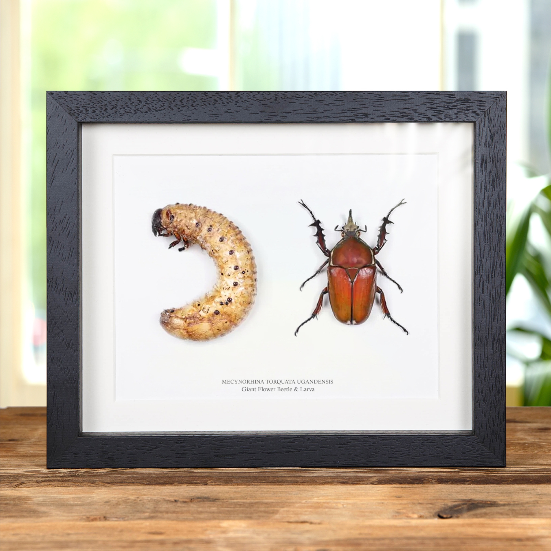Giant Flower Beetle & Larvae In Box Frame (mecynorhina torquata