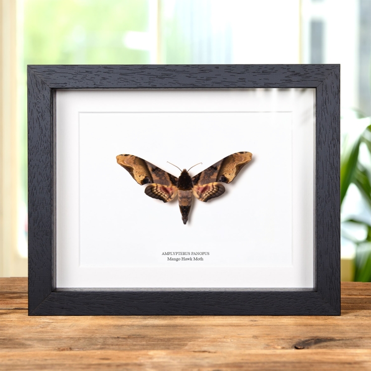 Ghostly SilkMoth In Box Frame (Ceranchia apollina)