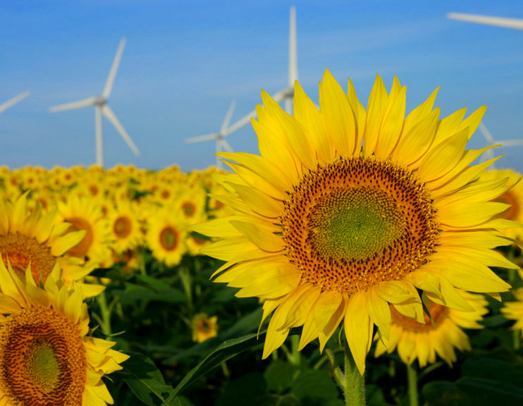 布引山のひまわり 【会津東山温泉 向瀧】公式HP 会津の写真館 向瀧