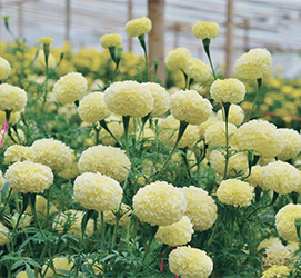 マリーゴールド | ムラカミシード