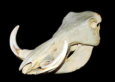 pukupiku8thunder 最大級！イボイノシシの頭骨 pukupiku8thunder 最大