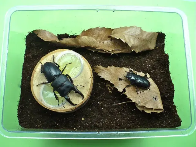 国産ヒラタクワガタ（宮崎県産）63ミリペア販売/クワガタ工房 虫吉