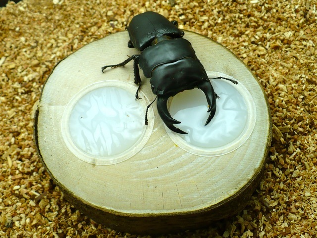 クワガタ、カブトムシ用エサ皿（ワイドカップ昆虫ゼリー・2つ穴）販売