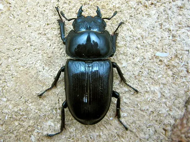 オオクワガタ佐賀県神埼産76ミリペア販売/クワガタ工房 虫吉