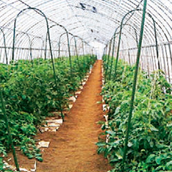 セキスイ アーチ支柱(径11mm 間口32cm 高さ120cm 25本): 農業資材