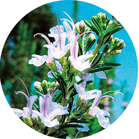 ノエビア クレンジングバーム｜株式会社 ノエビア