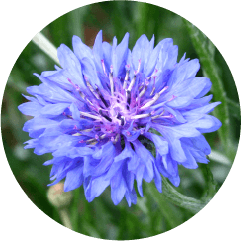 バイオサイン 薬用ブランボーテ | 株式会社ノエビア