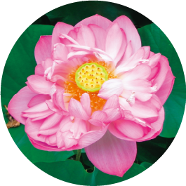 フックラセラム ふっくらとしたハリ・弾力感をもたらす、コラーゲン