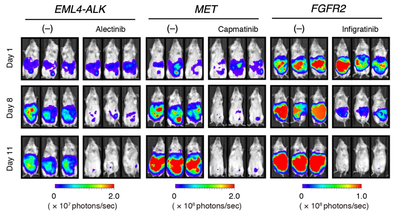 全ゲノム解析によってスキルス胃がんの治療標的を同定｜国立がん研究