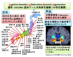 複数の精神疾患に共通する大脳白質の異常を発見 統合失調症と双極性