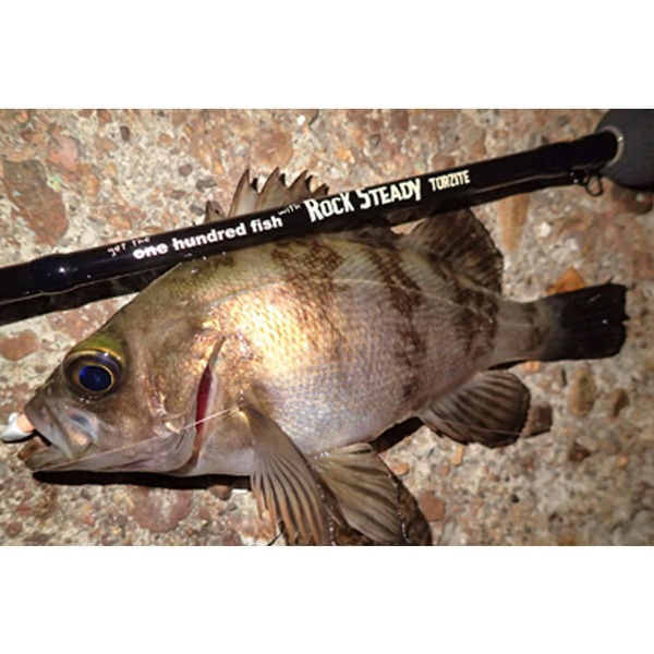 Go-Phish(ゴーフィッシュ) ul6 Rocksteady torzite(ロックステディー