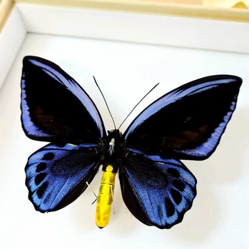 アオメガネアゲハ(アオメガネトリバネアゲハ) , タグ「black」 , 蝶の