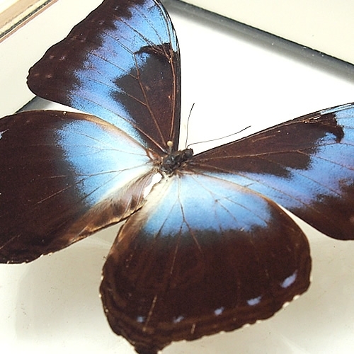ミズイロタイヨウモルフォ(アオタイヨウモルフォ) , 蝶の標本 販売