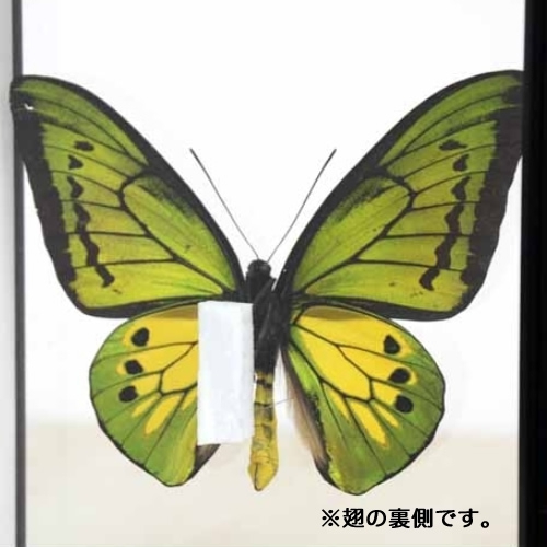 送料無料】ゴライアストリバネアゲハ／ペアセット , タグ「set」 , 蝶