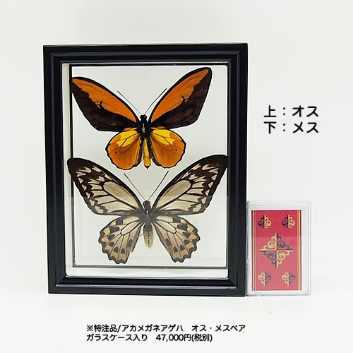 送料無料】アカメガネアゲハ(アカメガネトリバネアゲハ) , 蝶の標本