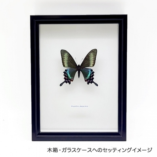 ミヤマカラスアゲハ／オス , アゲハ蝶科標本 , 蝶の標本 販売・通販の