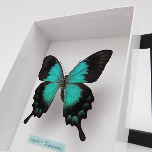 ヘリボシアオネアゲハ , タグ「black」 , 蝶の標本 販売・通販の
