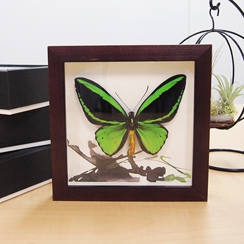 COLOR series -GREEN , 蝶の標本 販売・通販のNatureShop|モルフォや