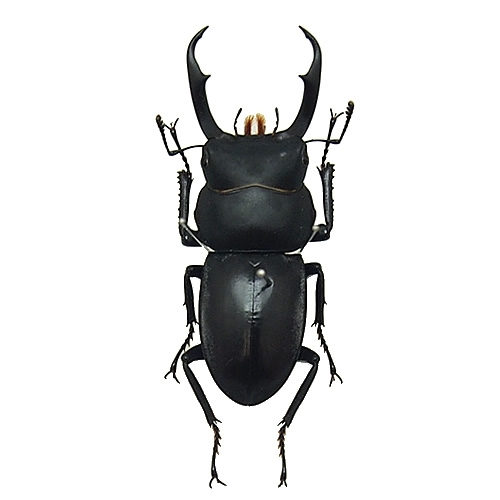 コクワガタ(小鍬形) , 昆虫標本 , 蝶の標本 販売・通販のNatureShop