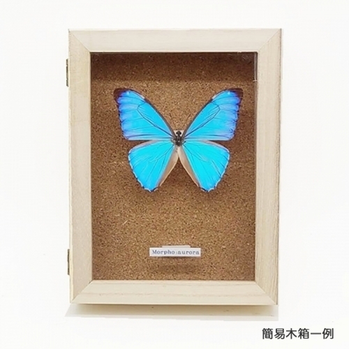 オーロラモルフォ , 蝶の標本 販売・通販のNatureShop|モルフォや