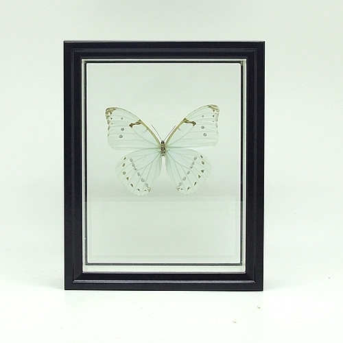 ミズアオモルフォ , 蝶の標本 販売・通販のNatureShop|モルフォや