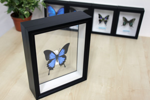 最終価格‼️【自然雑交種】デタニヒイロ×ヒイロツマベニチョウ♂♂標本