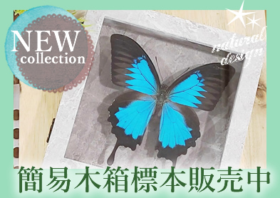 蝶の標本 販売・通販のNatureShop|モルフォやキプリスモルフォ