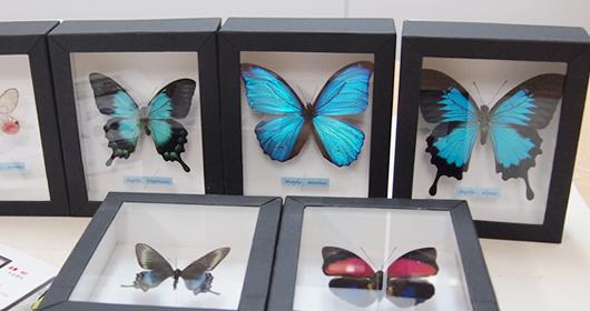 青い蝶を集めました , 蝶の標本 販売・通販のNatureShop|モルフォや
