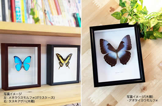 送料無料】ヘレナモルフォ , 蝶の標本 販売・通販のNatureShop